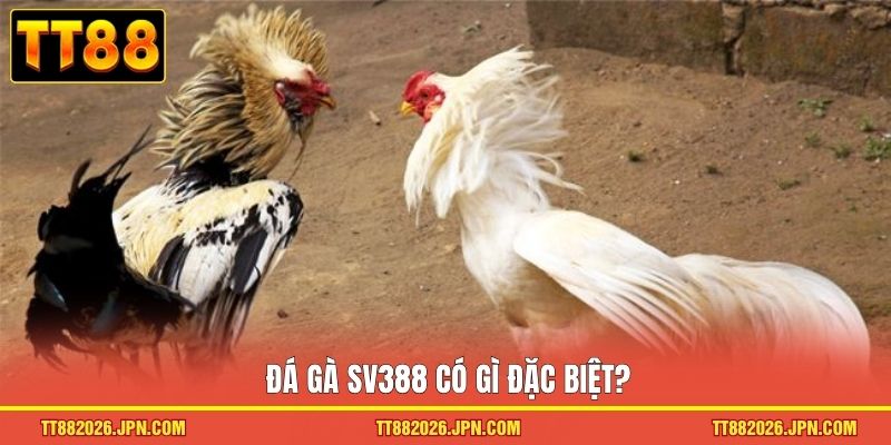 Đá gà SV388 có gì đặc biệt?